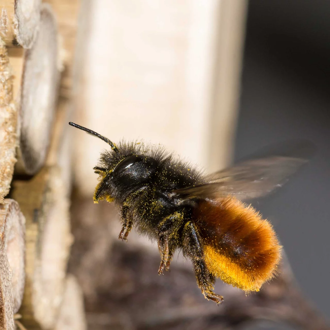 Produktbild zu «Kokons Mauerbienen» | © proosmia