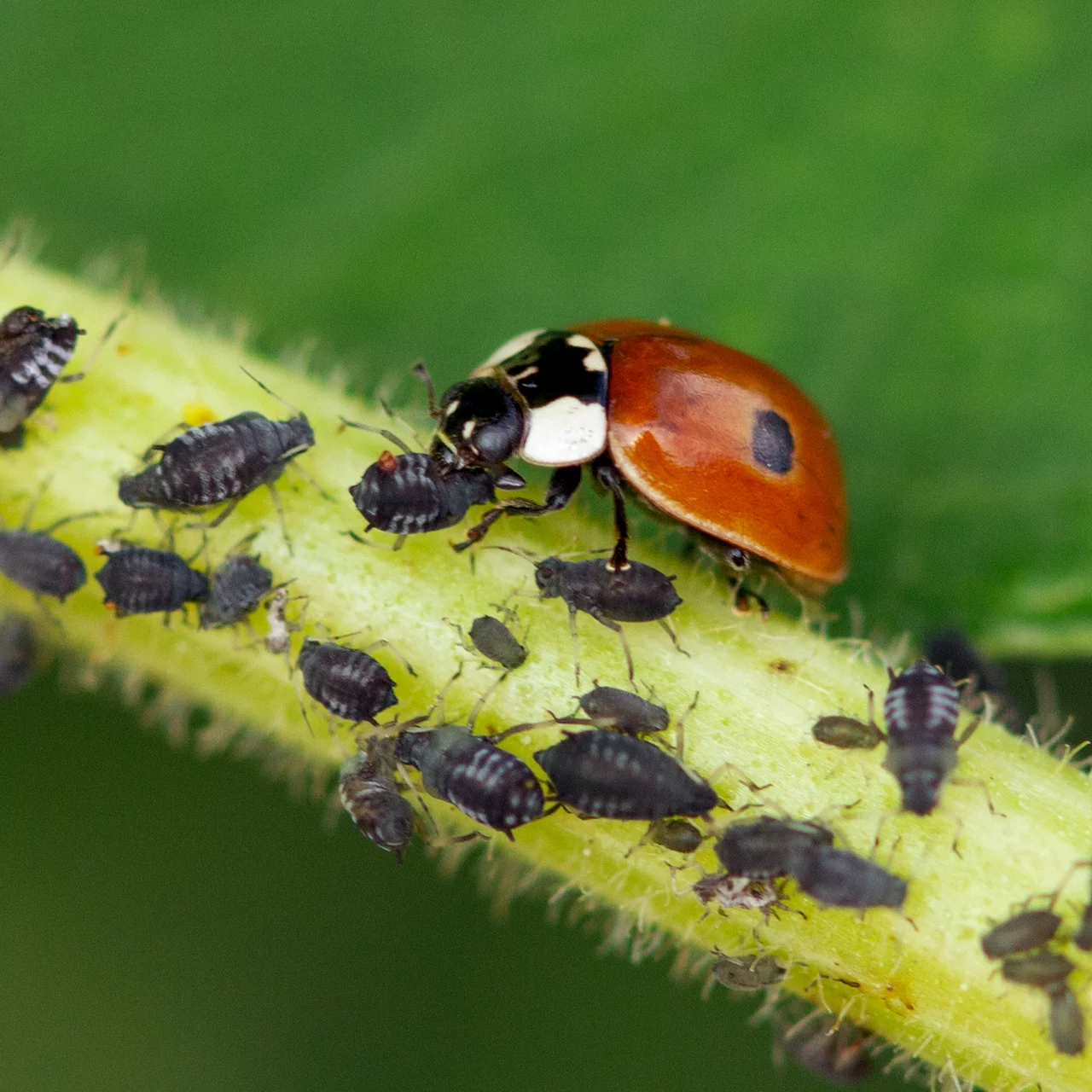 Image du produit pour «Coccinelles et larves de coccinelles contre les pucerons» | © Andermatt Biogarten AG