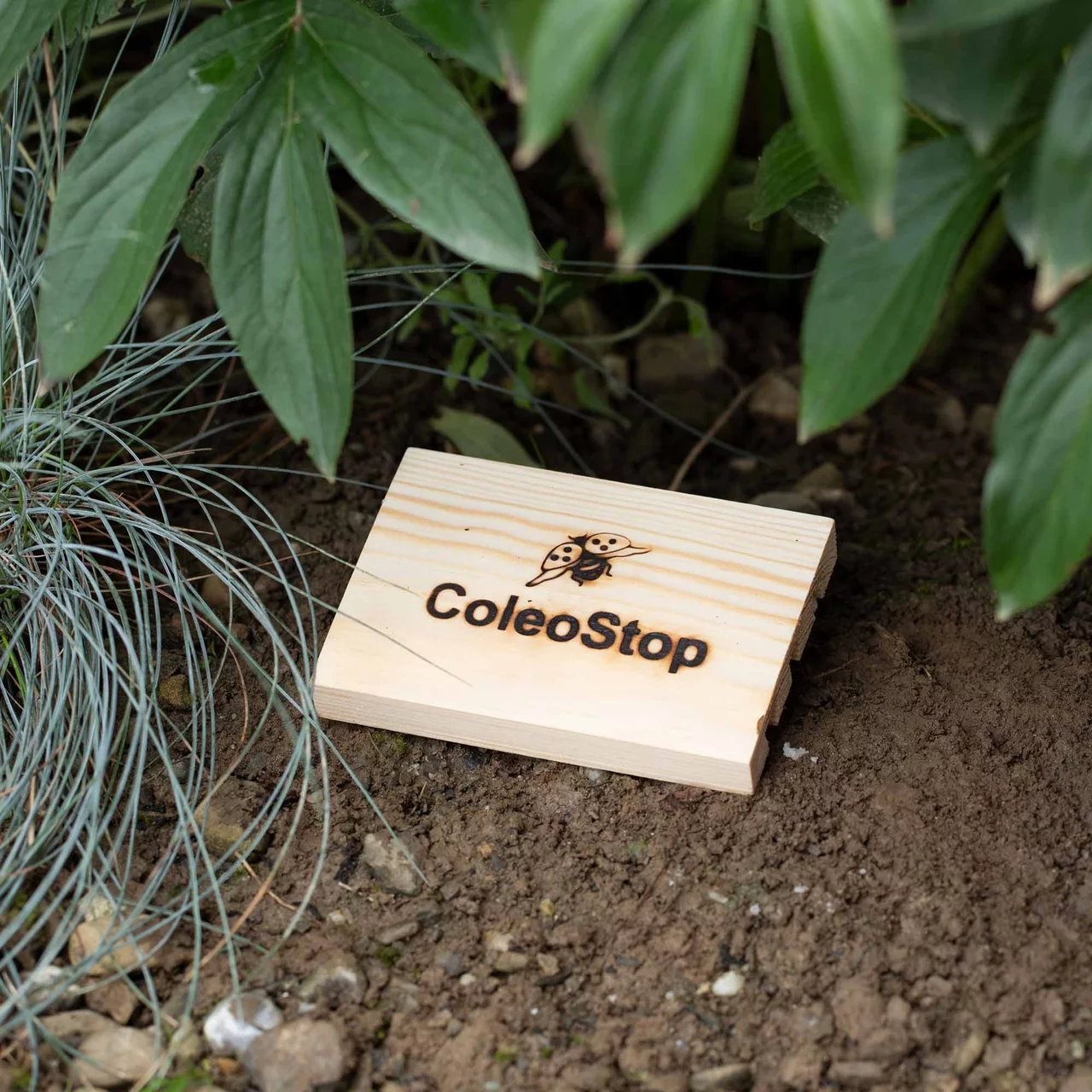 Produktbild zu «ColeoStop® gegen Dickmaulrüsslerkäfer»