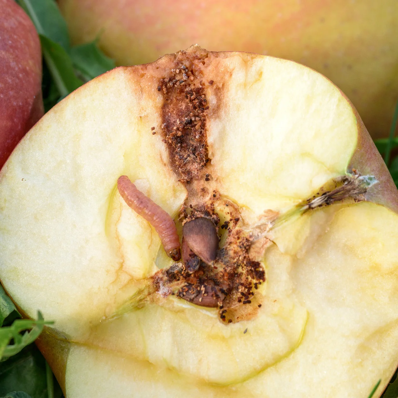 Produktbild zu «Madonem - Nützlinge gegen Apfelwicklerlarven»