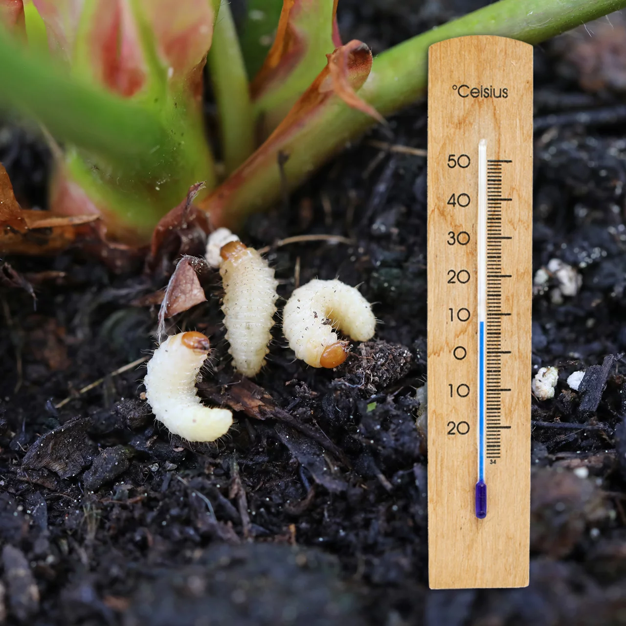 Produktbild zu «Meginem Cold-Nematoden gegen Dickmaulrüsslerlarven»