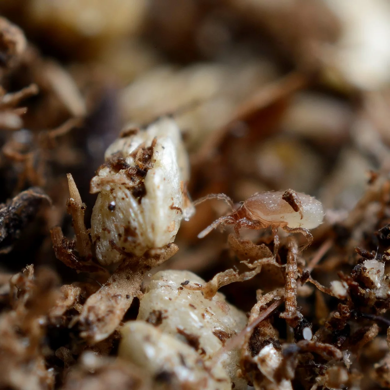 Image du produit pour «Hypoaspis miles acariens prédateurs» | © Andermatt Biogarten AG