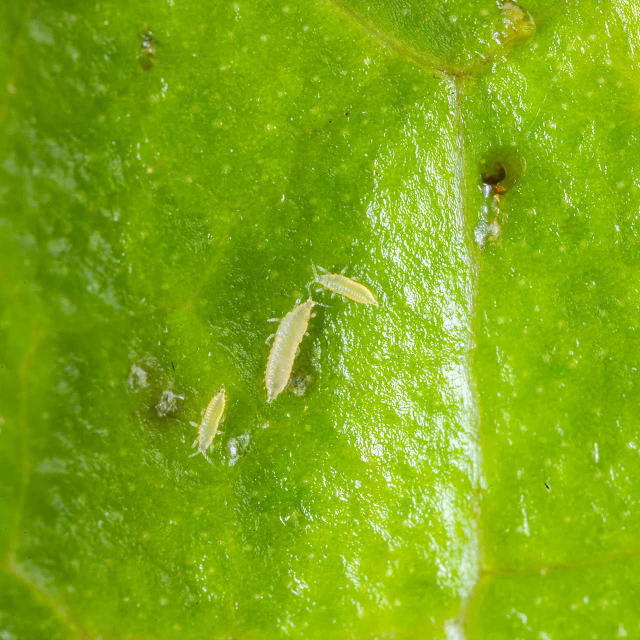 Produktbild zu «Thrips Bekämpfung - mit Nützlingkombinationen​»