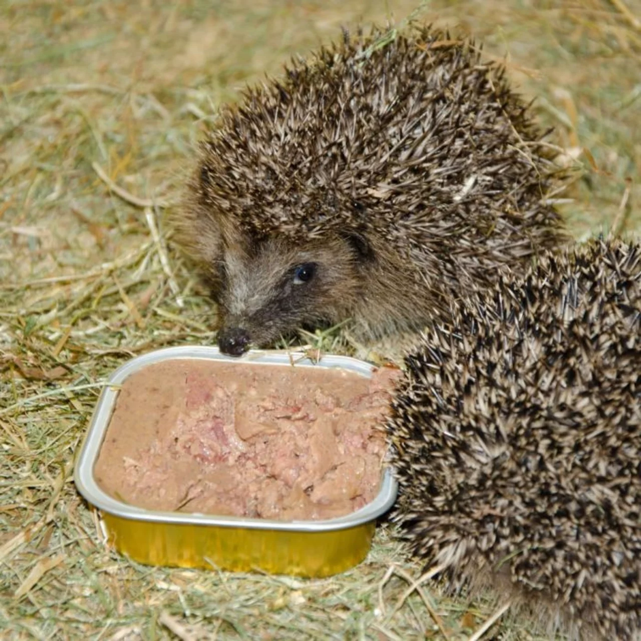 Produktbild zu «Igelfutter Bio-Paste» | © CJ WildBird Foods Ltd
