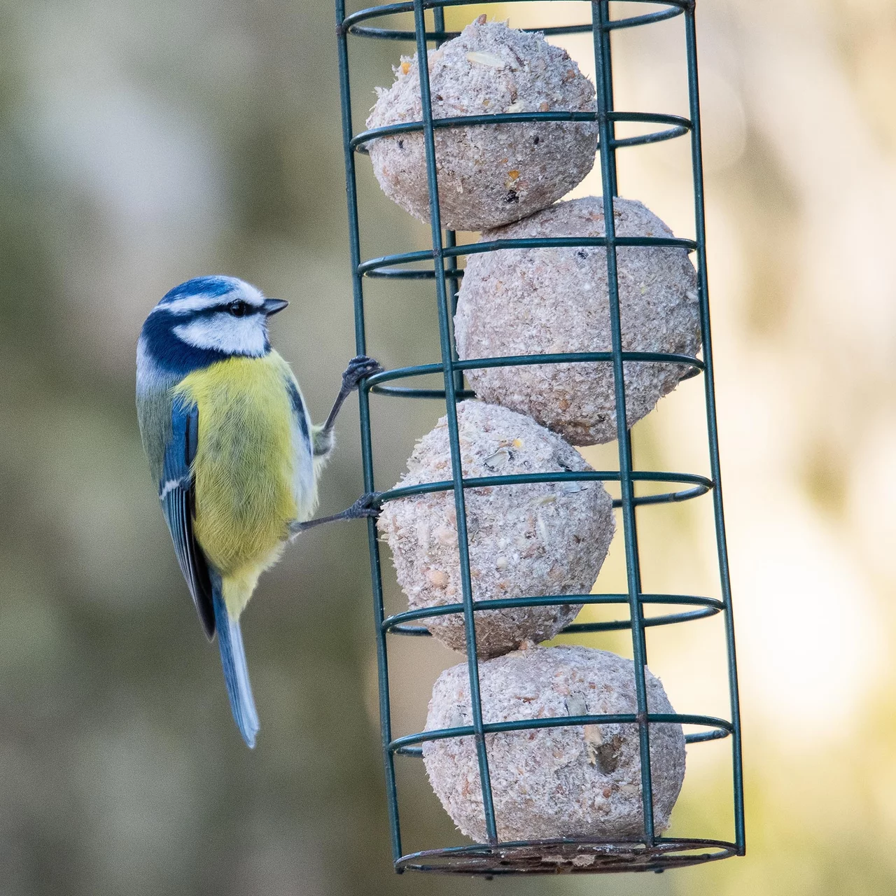 Image du produit pour «Colonne à boulettes et boulettes Bio pour mésanges» | © CJ WildBird Foods Ltd