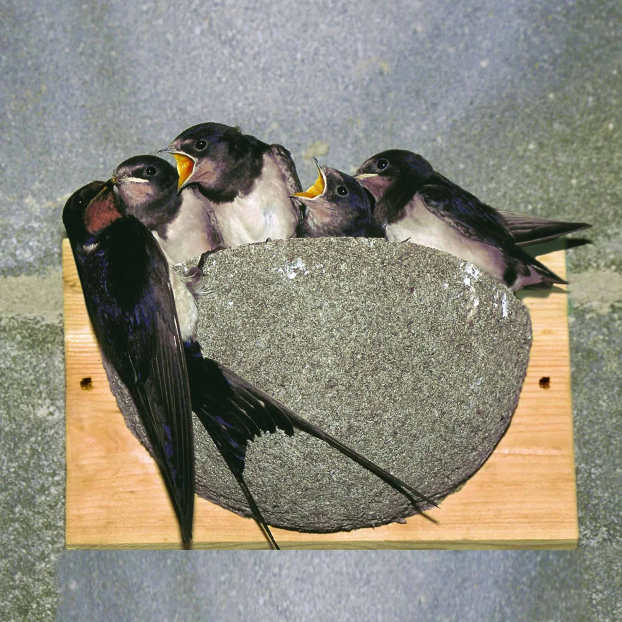 Image du produit pour «Nid simple d'hirondelle rustique» | © CJ WildBird Foods Ltd