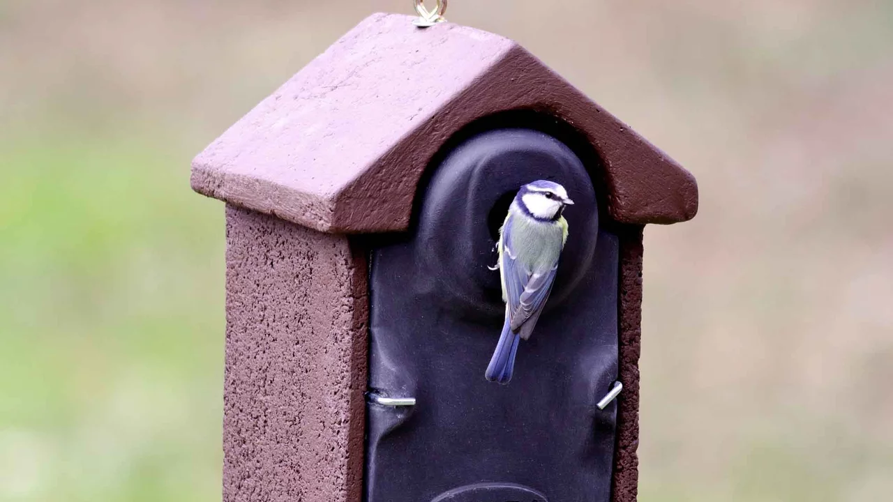 Produktbild zu «Vogelhaus Meisen» | © CJ WildBird Foods Ltd
