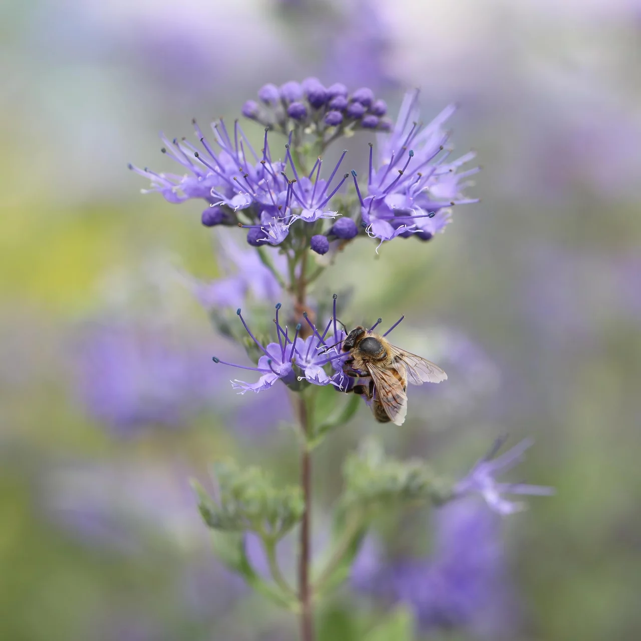 Produktbild zu «Bartblume Heavenly Blue» | © R. Rombach Pflanzenproduktion