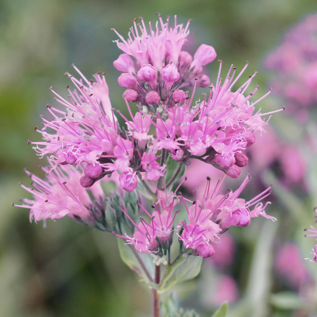 Produktbild zu «Bartblume 'Pink Perfection'» | © R. Rombach Pflanzenproduktion
