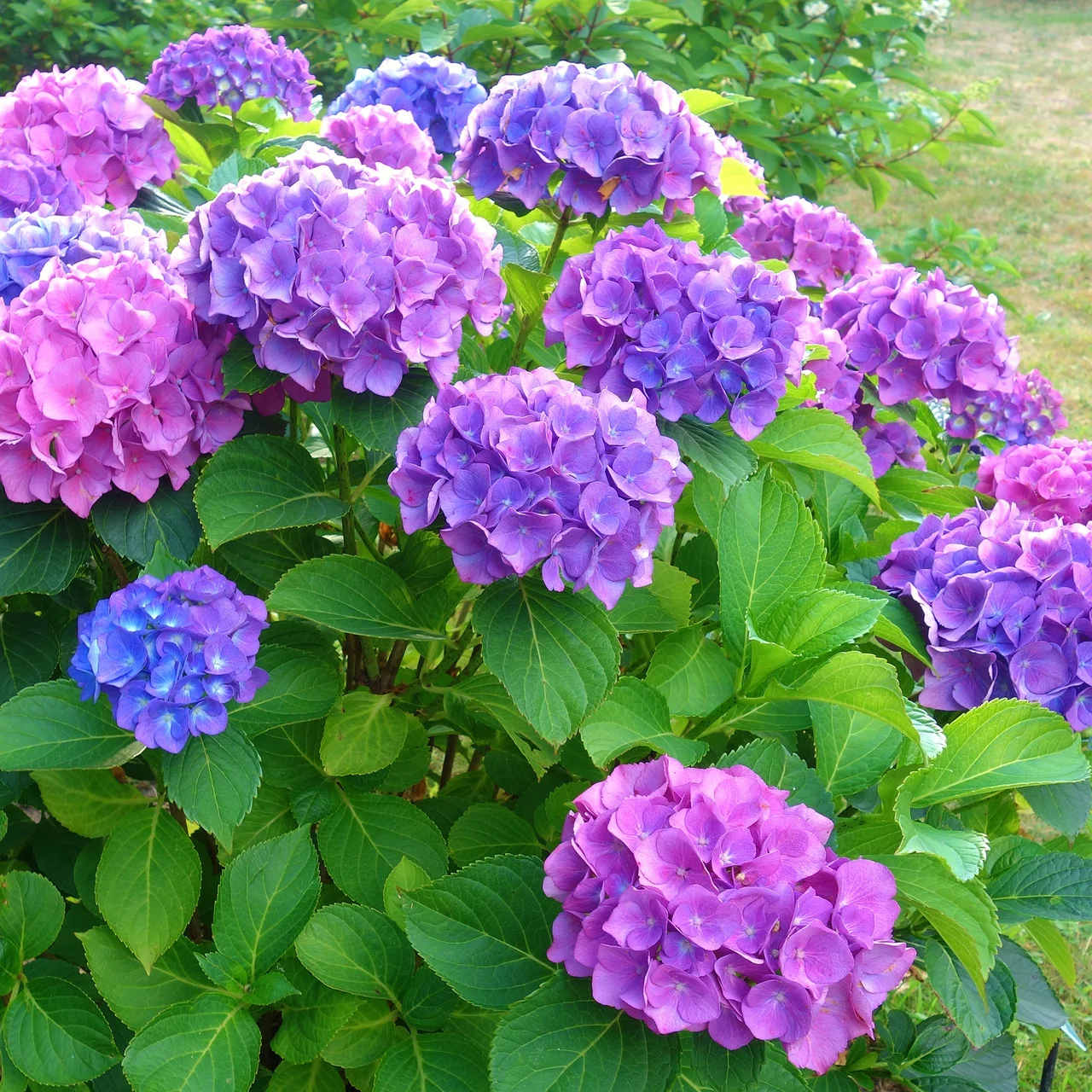 Produktbild zu «Bauern-Hortensie blau»