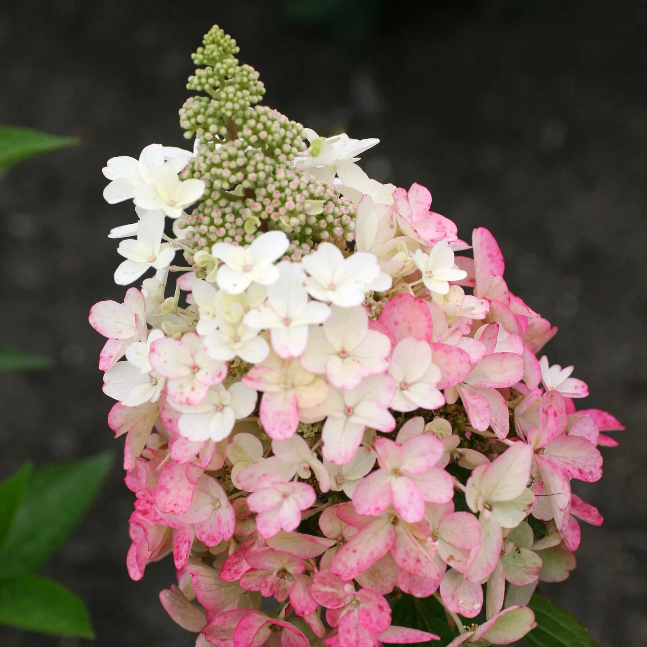 Produktbild zu «Hortensie 'Magical Vesuvio'»