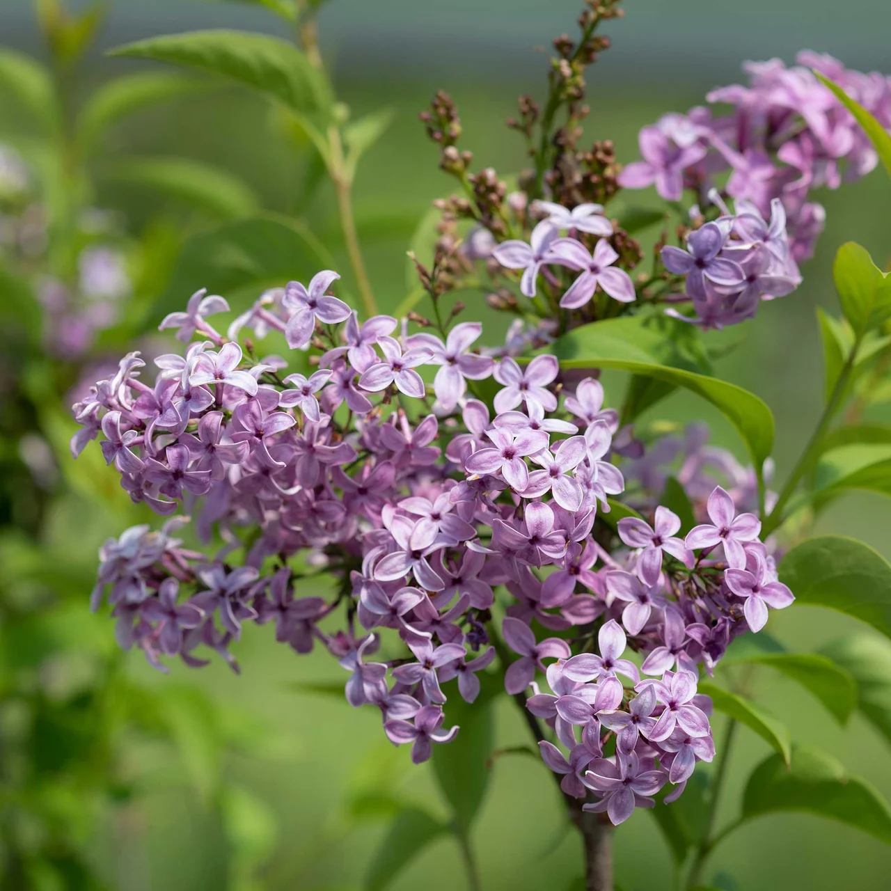 Image du produit pour «Lilas de Rouen» | © R. Rombach Pflanzenproduktion