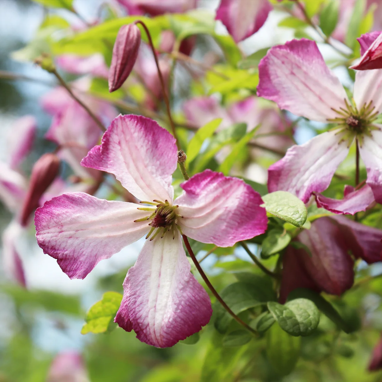 Produktbild zu «Waldrebe 'Minuet' rosa/weiss»