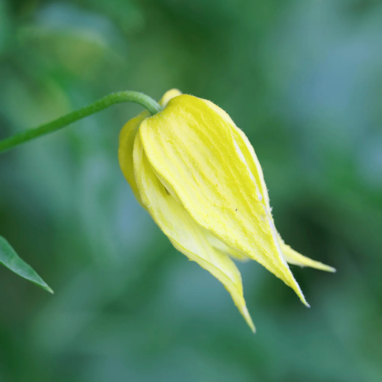 Produktbild zu «Waldrebe 'Orange Peel'»