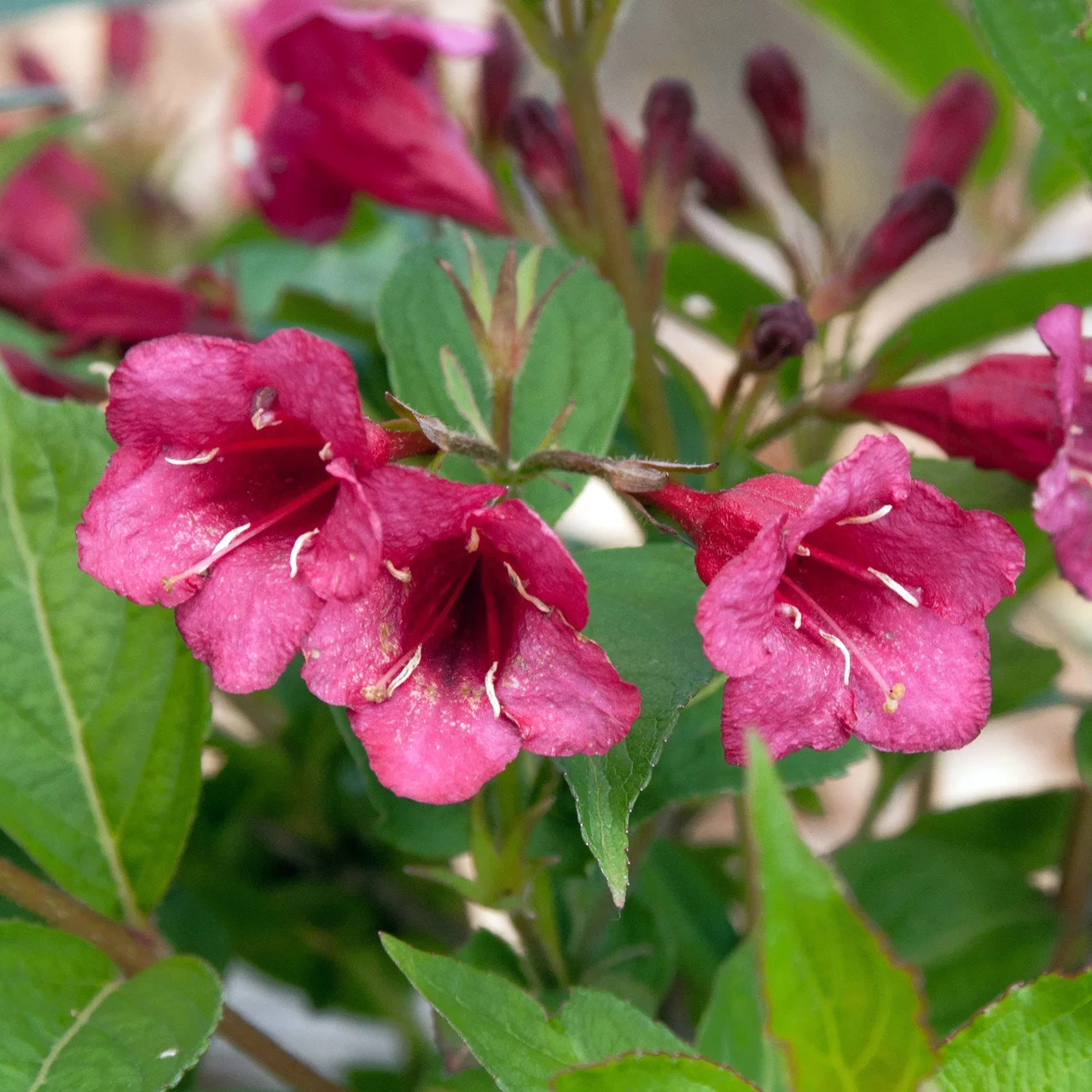 Produktbild zu «Weigelie 'Bristol Ruby'» | © R. Rombach Pflanzenproduktion