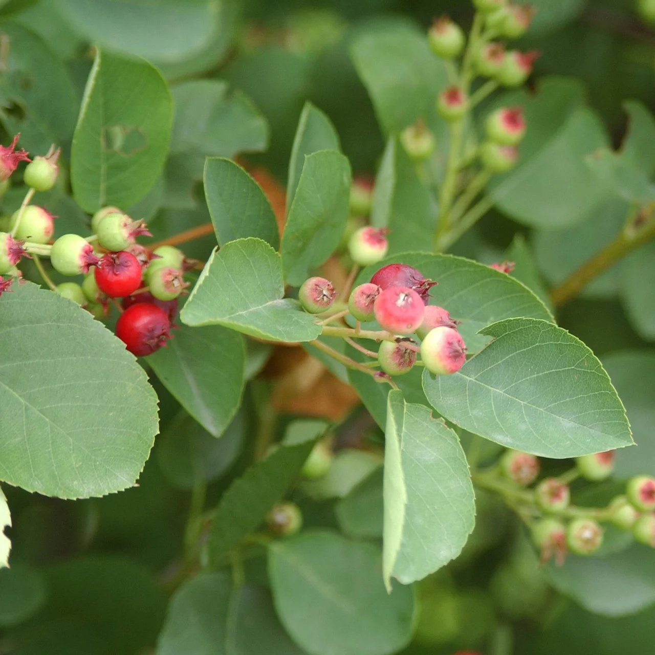 Produktbild zu «Gemeine Felsenbirne» | © Sträucherei