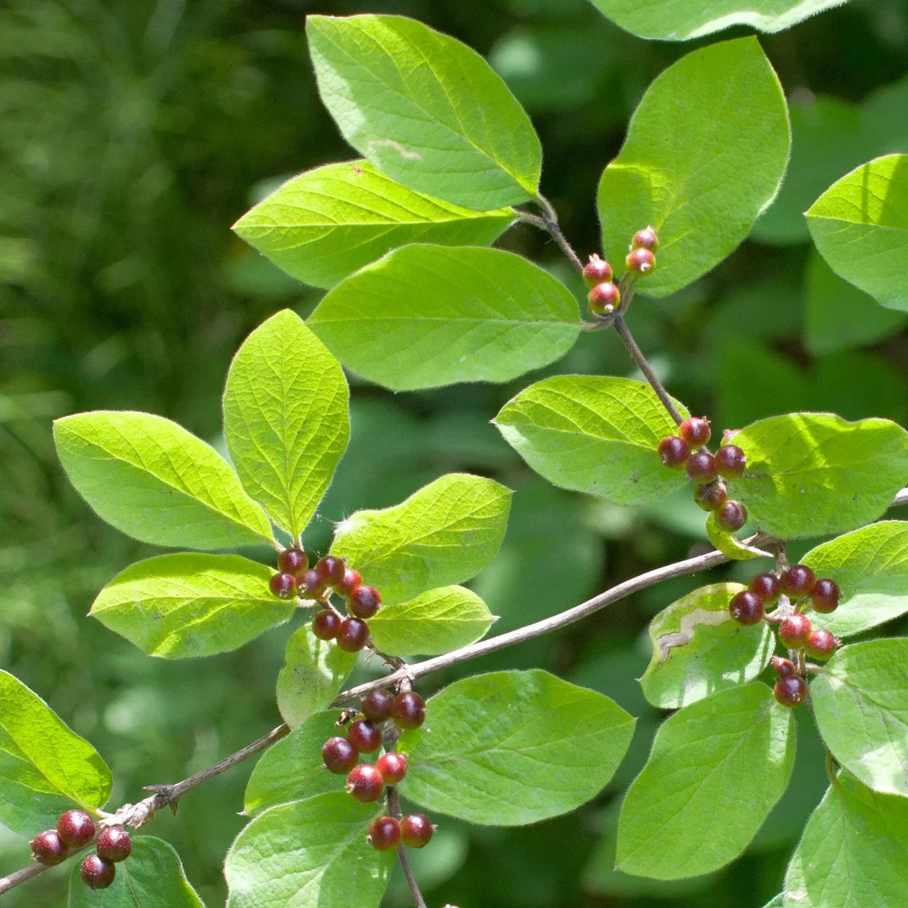 Produktbild zu «Rote Heckenkirsche» | © Sträucherei