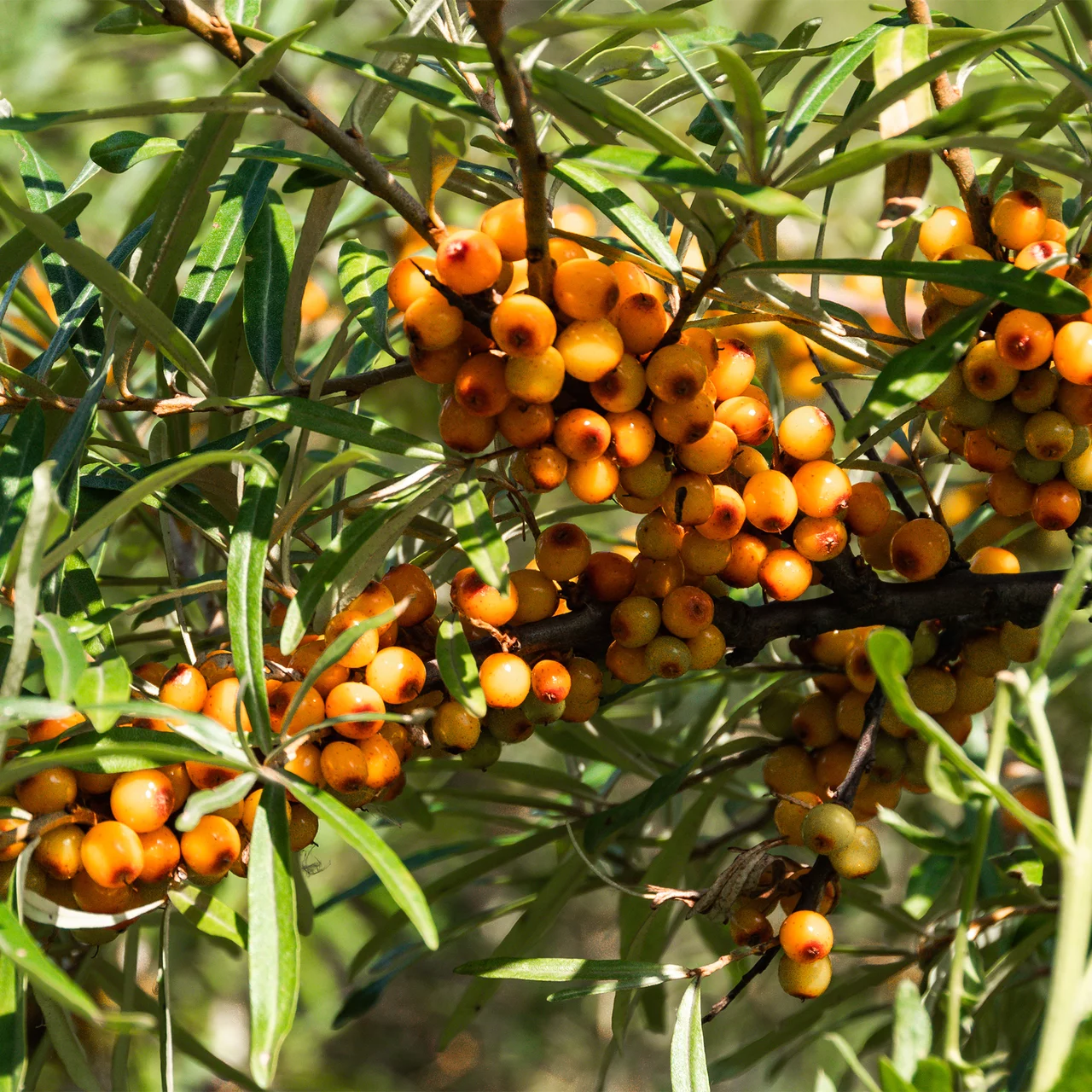 Produktbild zu «Sanddorn ‘Friesdorfer Orange’» | © Glauser's Bio-Baumschule