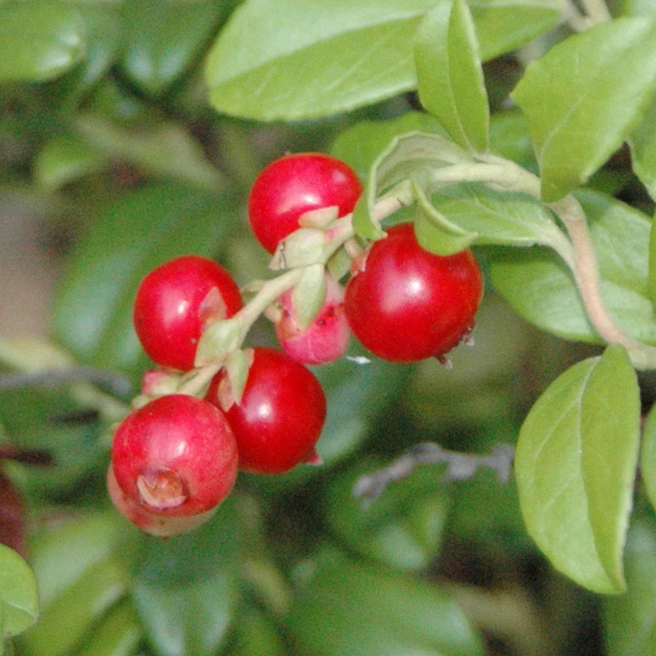 Produktbild zu «Cranberry Pilgrim» | © R. Rombach Pflanzenproduktion