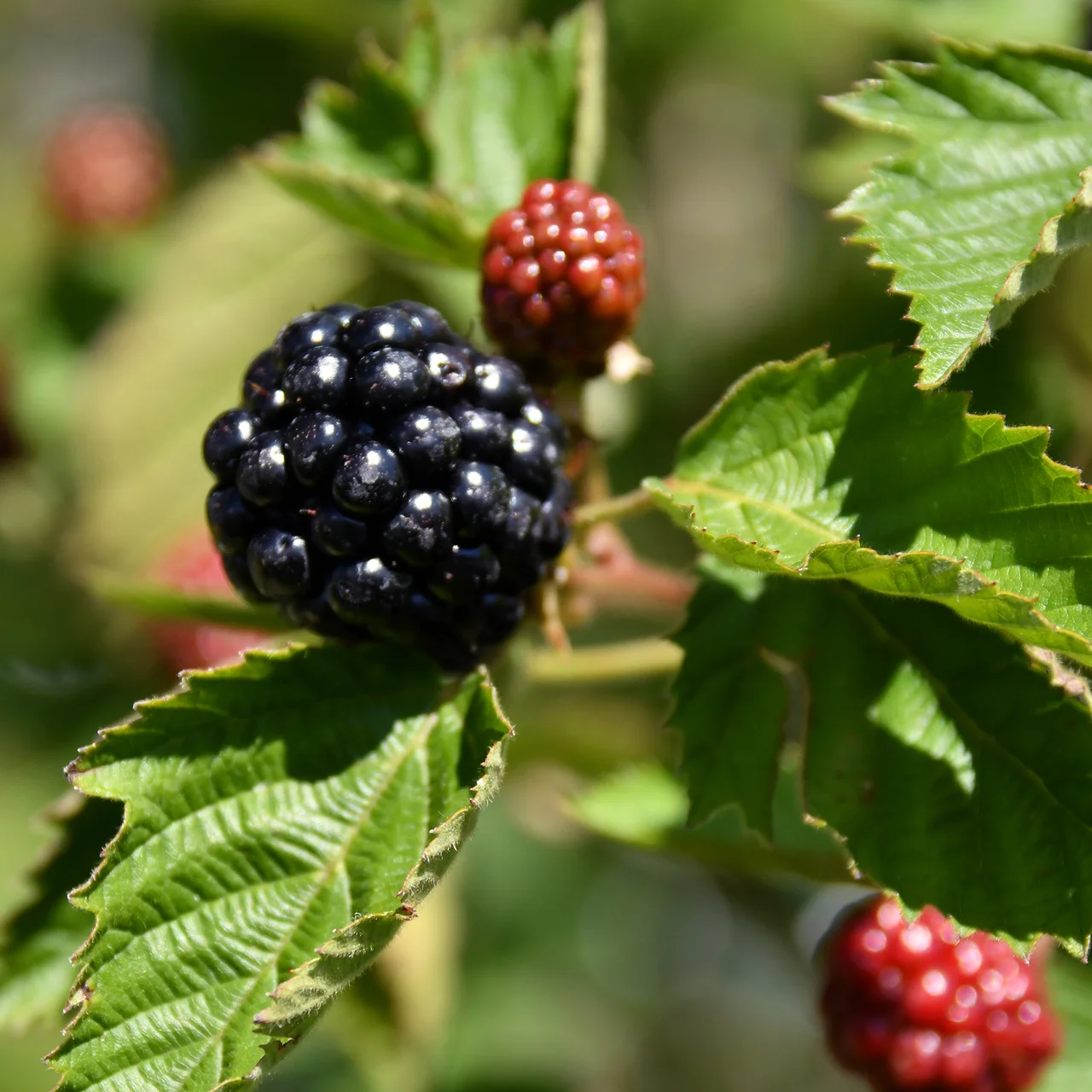Image du produit pour «Mûre de ronce 'Asterina'»
