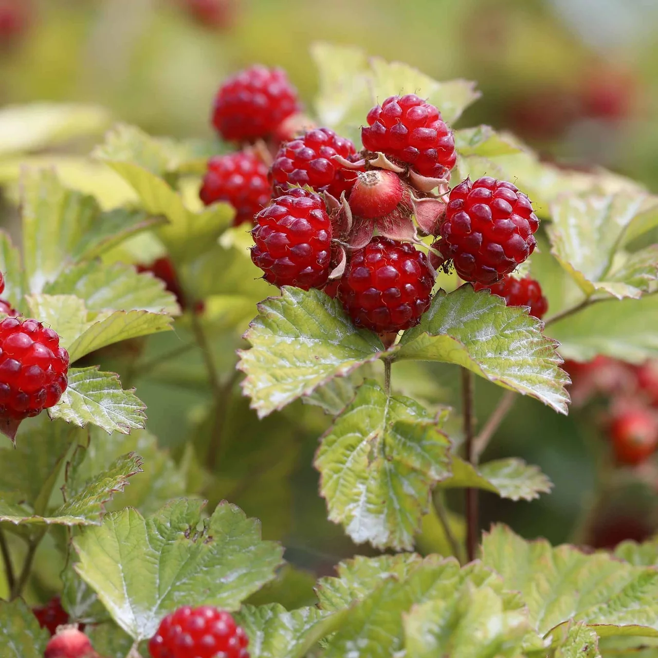 Produktbild zu «Brombeere Dorman Red» | © R. Rombach Pflanzenproduktion