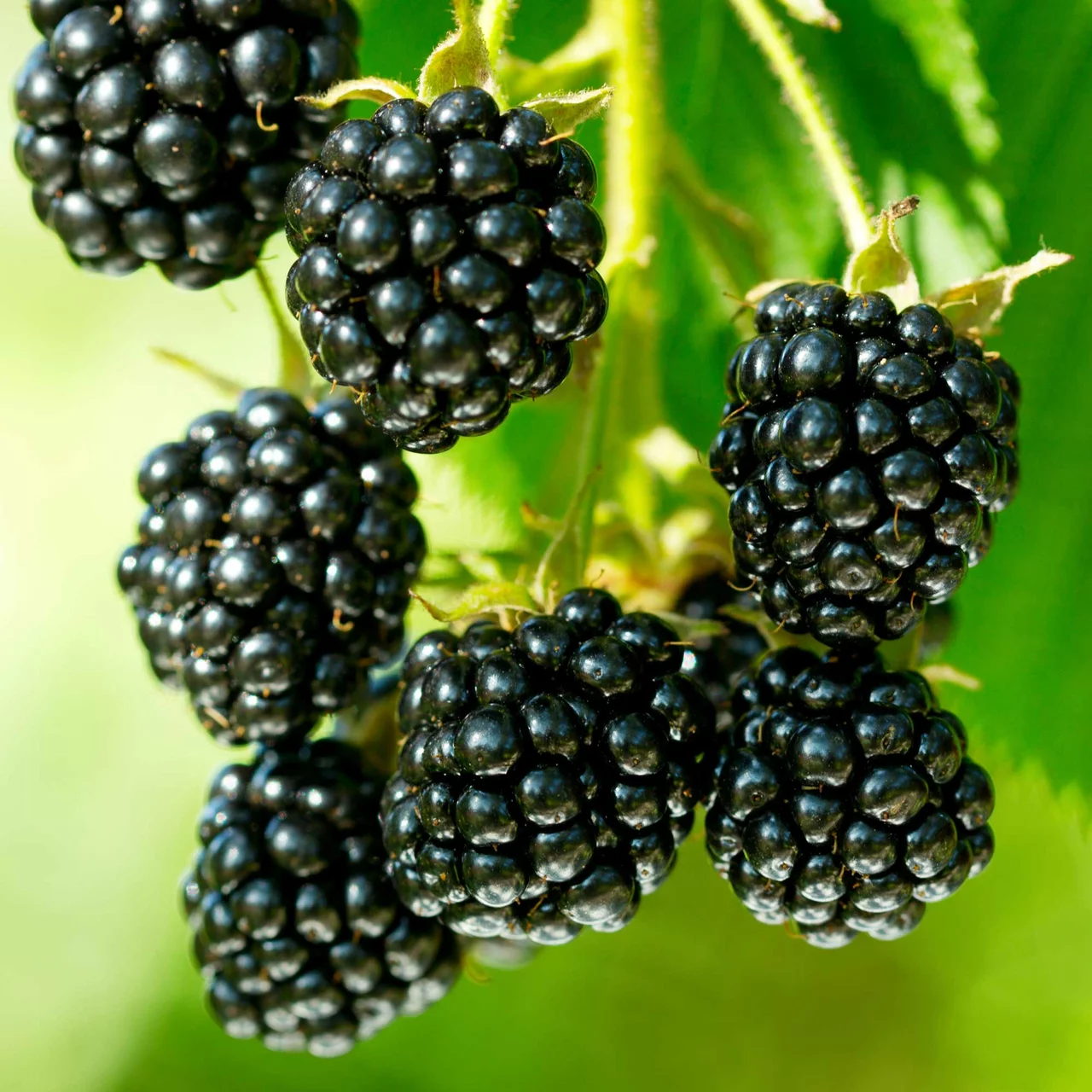 Image du produit pour «Mûre de ronce Little Black Prince» | © R. Rombach Pflanzenproduktion