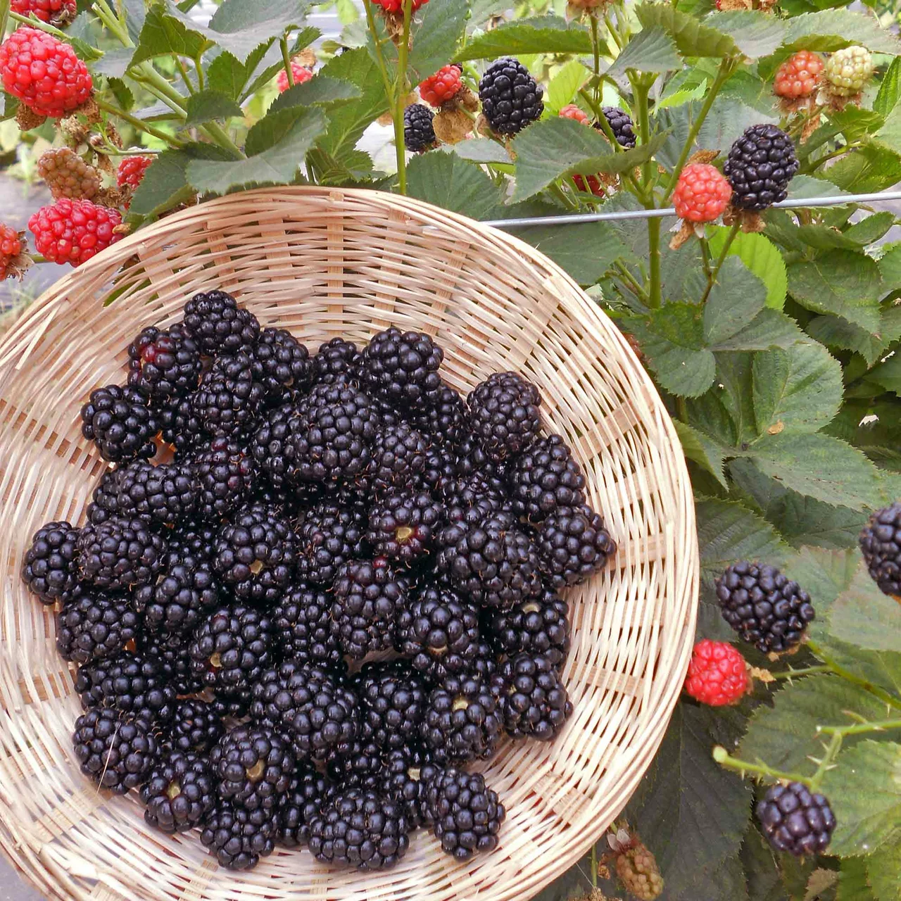 Produktbild zu «Brombeere Reuben» | © R. Rombach Pflanzenproduktion
