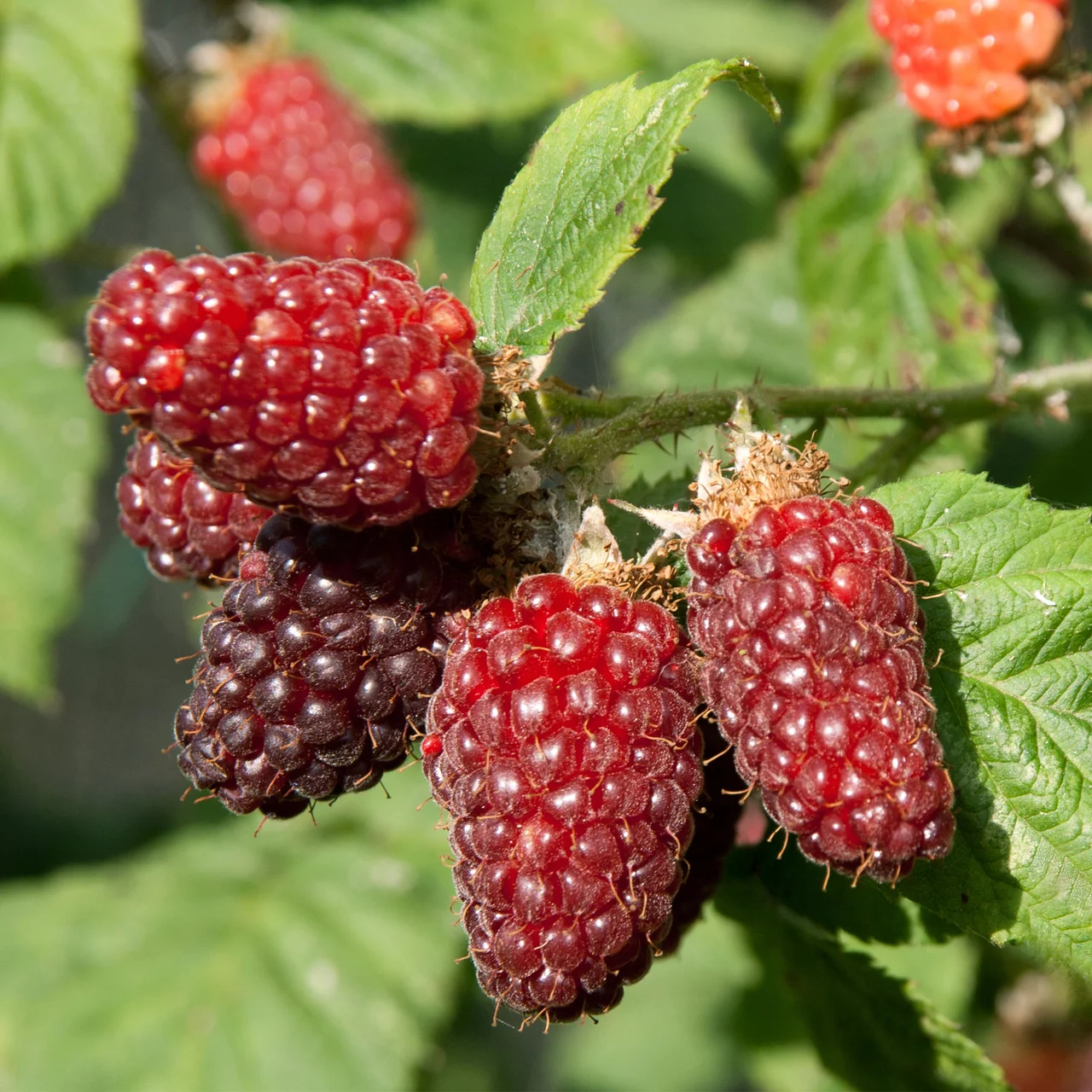 Produktbild zu «Brombeere Tayberry» | © Bio Baumschule Geers GbR