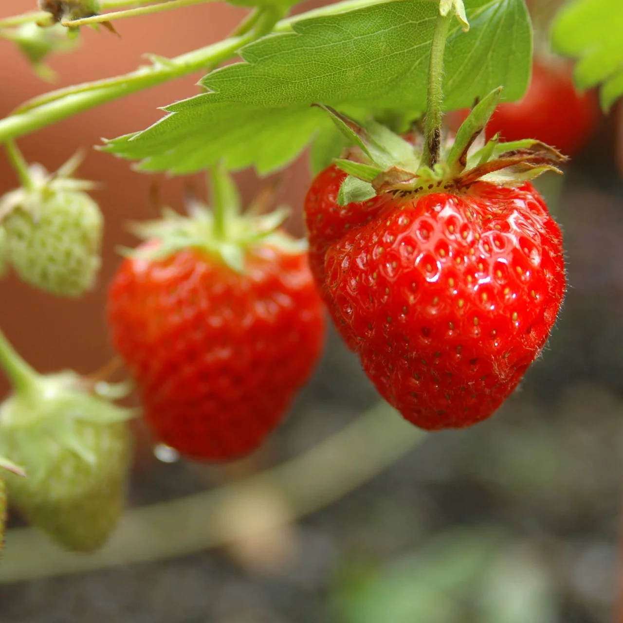 Produktbild zu «Erdbeere Wädenswil 6»
