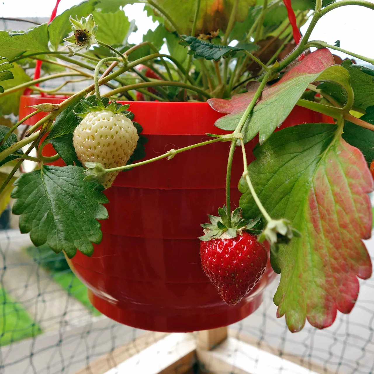 Produktbild zu «Hängeerdbeeren»