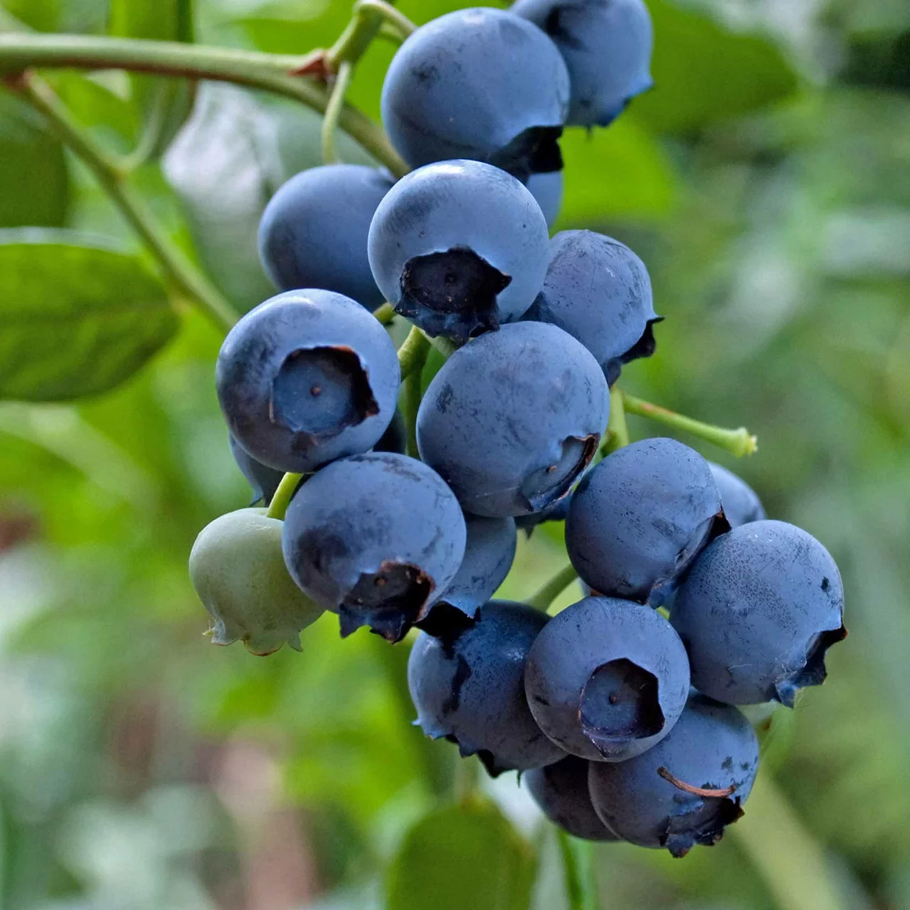 Produktbild zu «Heidelbeere Hortblue Petite» | © R. Rombach Pflanzenproduktion