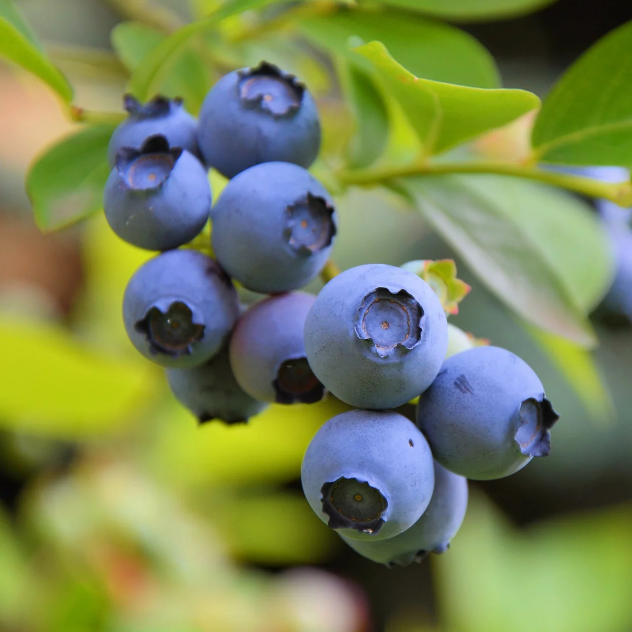 Heidelbeere Lowberry® Little Blue Wonder | © R. Rombach Pflanzenproduktion