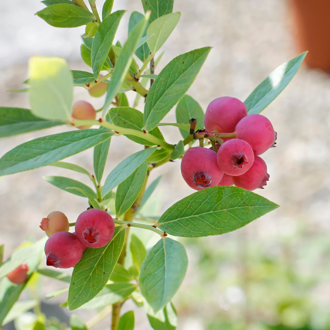 Produktbild zu «Heidelbeere Pink Lemonade» | © R. Rombach Pflanzenproduktion