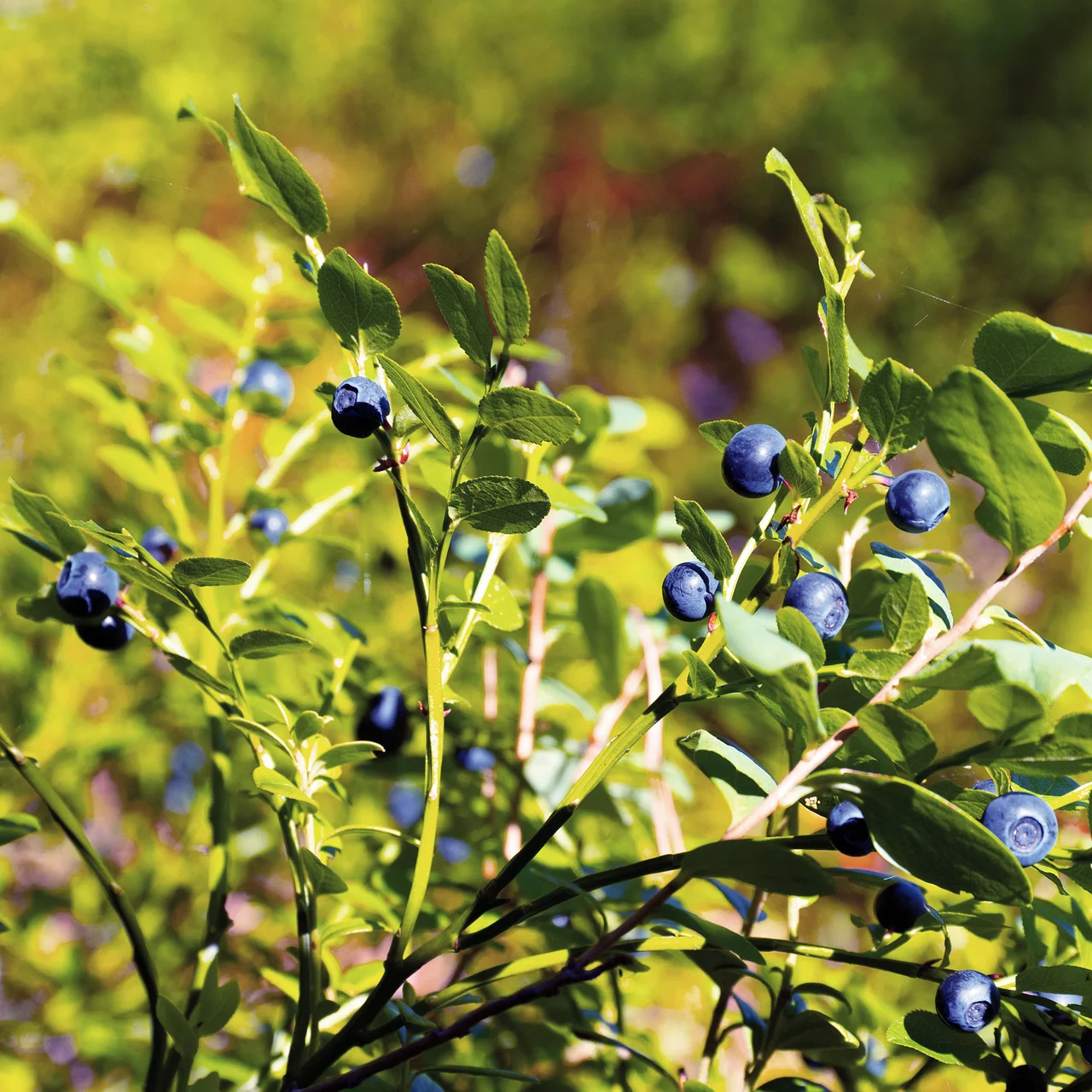 Produktbild zu «Waldheidelbeere»