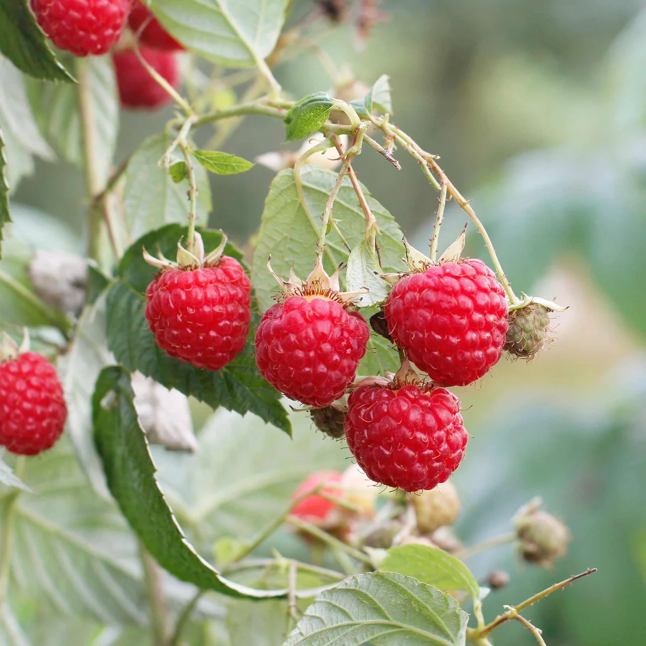 Produktbild zu «Herbsthimbeere Amira» | © Glauser's Bio-Baumschule