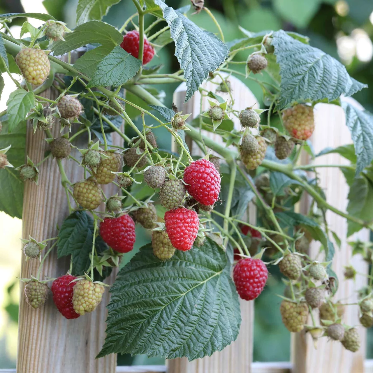 Produktbild zu «Herbsthimbeere Autumn Bliss» | © Glauser's Bio-Baumschule