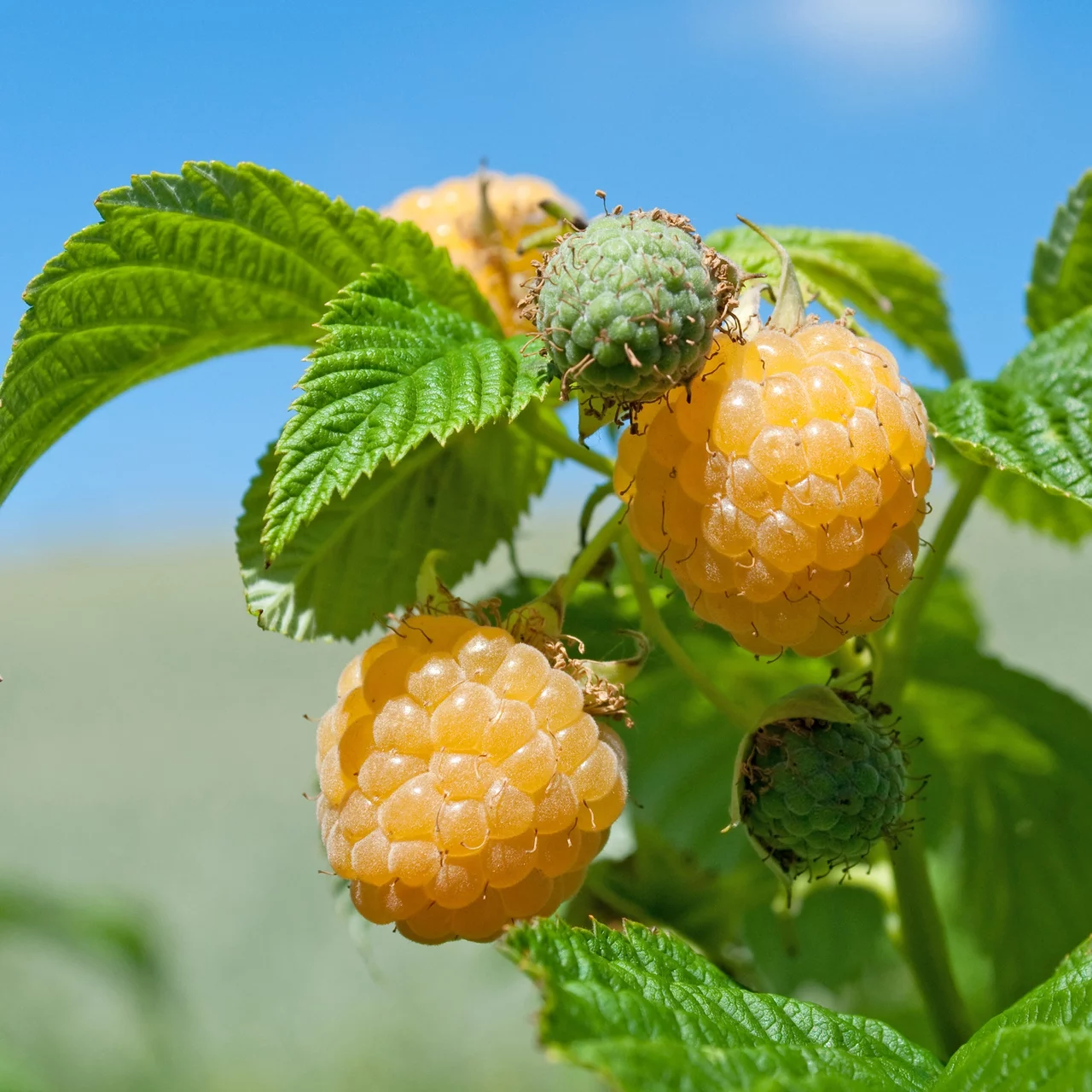 Produktbild zu «Himbeere Golden Everest» | © Bio Baumschule Geers GbR