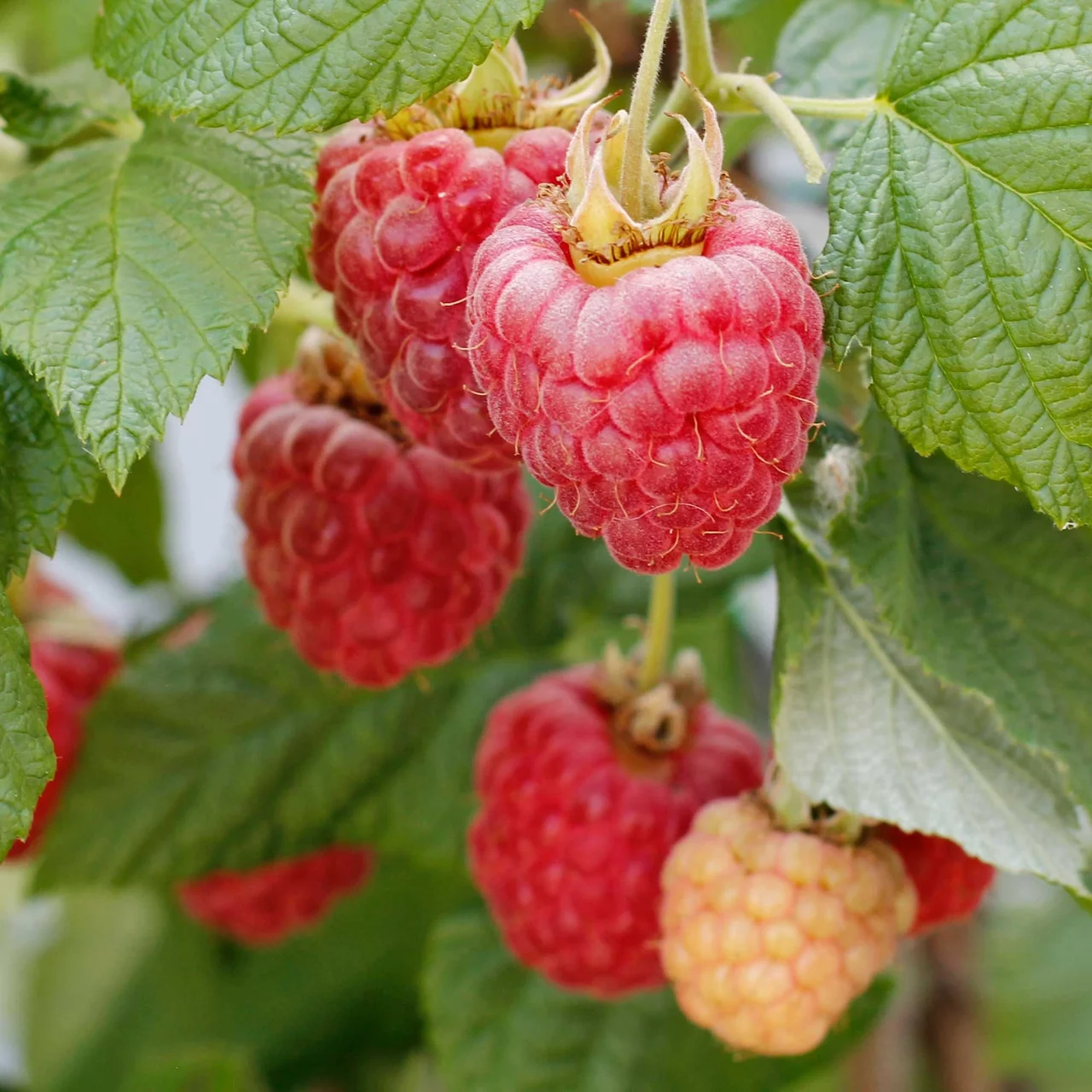 Produktbild zu «Himbeere Lowberry® Baby Dwarf®» | © R. Rombach Pflanzenproduktion