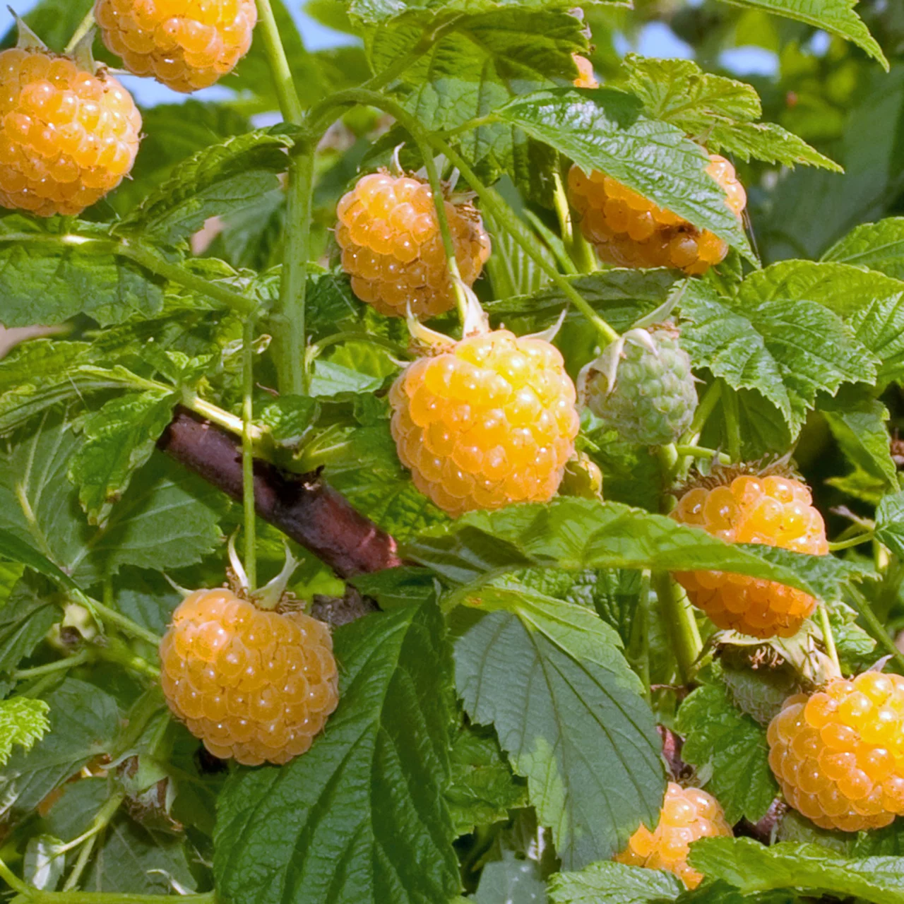 Image du produit pour «Framboisier d’automne nain Lowberry® Goodasgold» | © R. Rombach Pflanzenproduktion