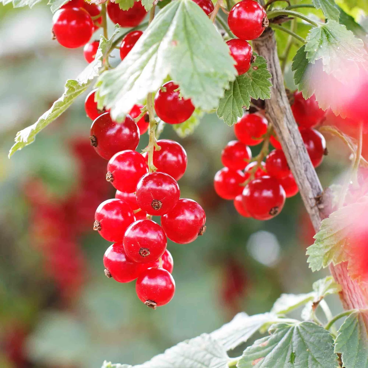 Image du produit pour «Groseillier rouge Rolan» | © R. Rombach Pflanzenproduktion