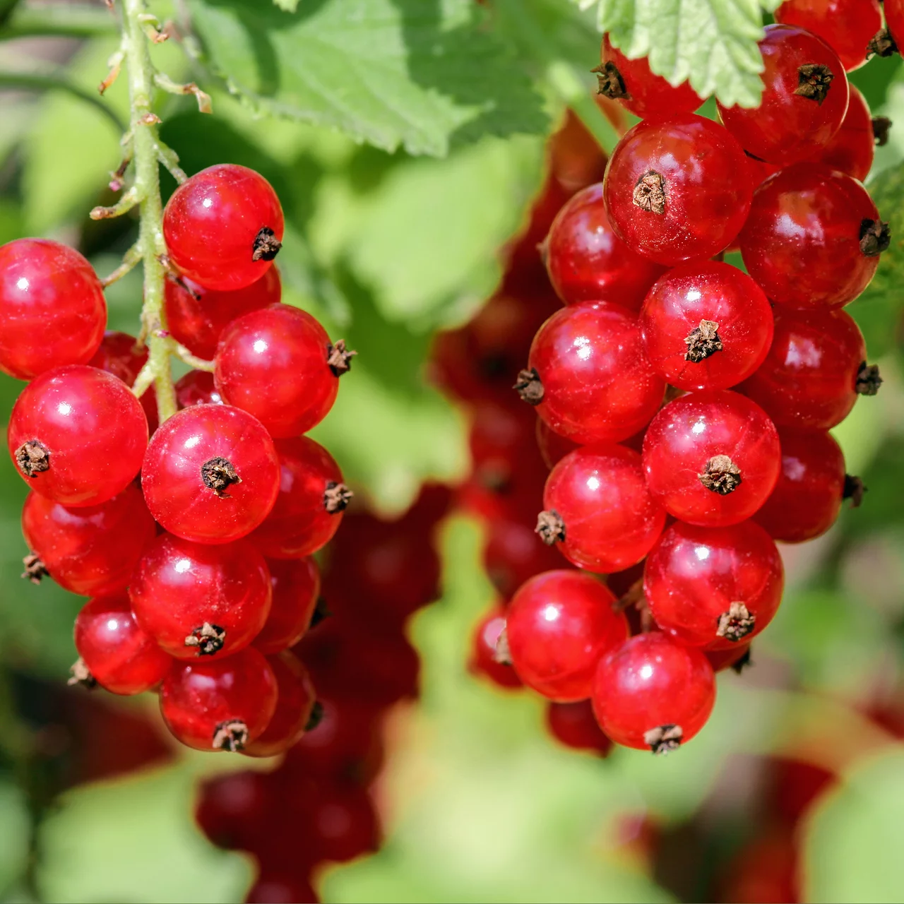 Rote Johannisbeere 'Jonkheer van Tets' | © Bio Baumschule Geers GbR
