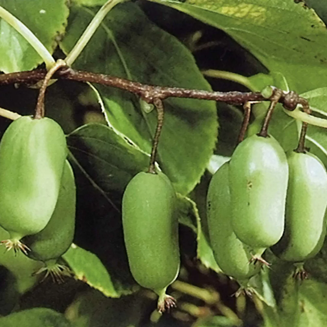 Produktbild zu «Mini-Kiwi Issai» | © R. Rombach Pflanzenproduktion