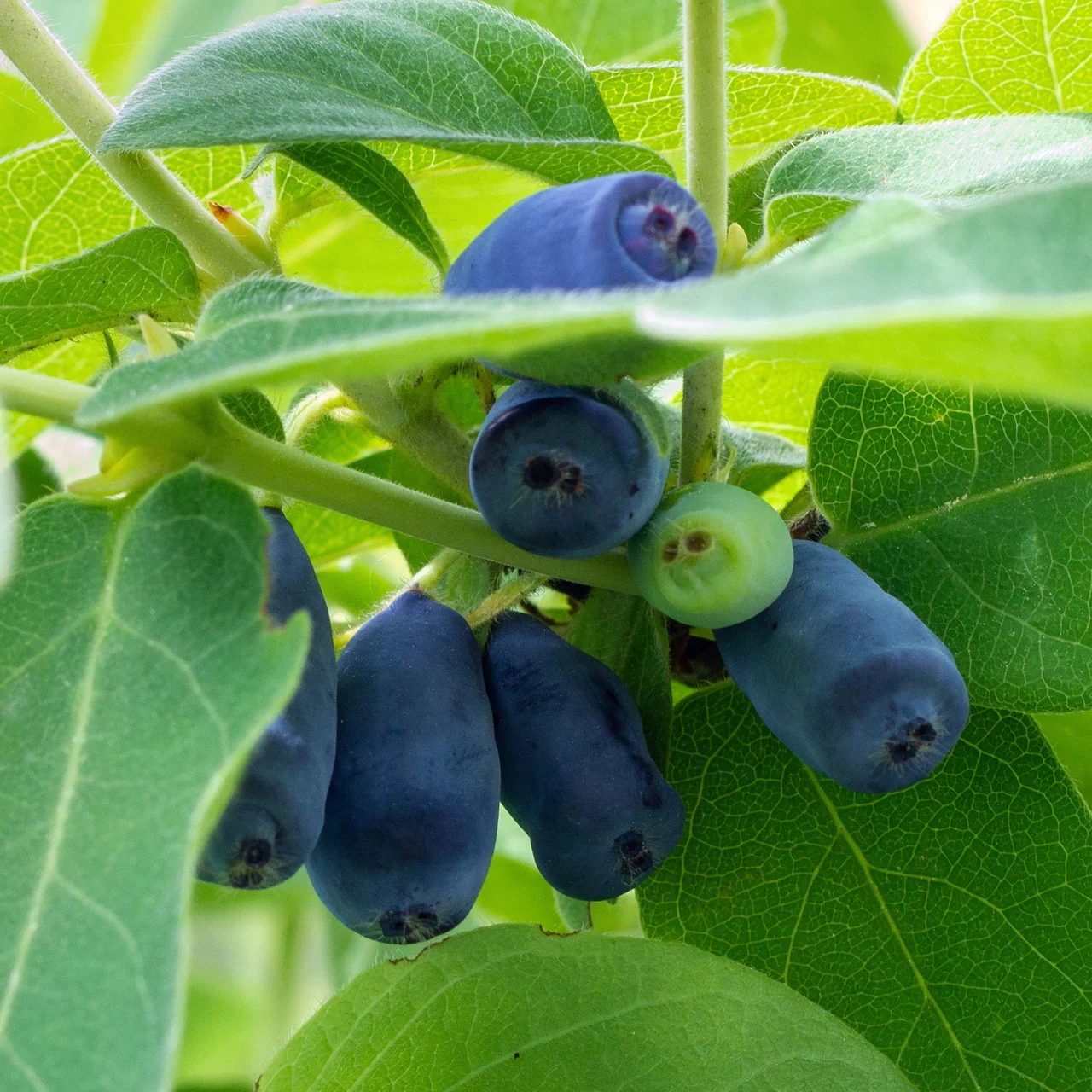 Produktbild zu «Sibirische Blaubeere Blue Pagoda» | © R. Rombach Pflanzenproduktion