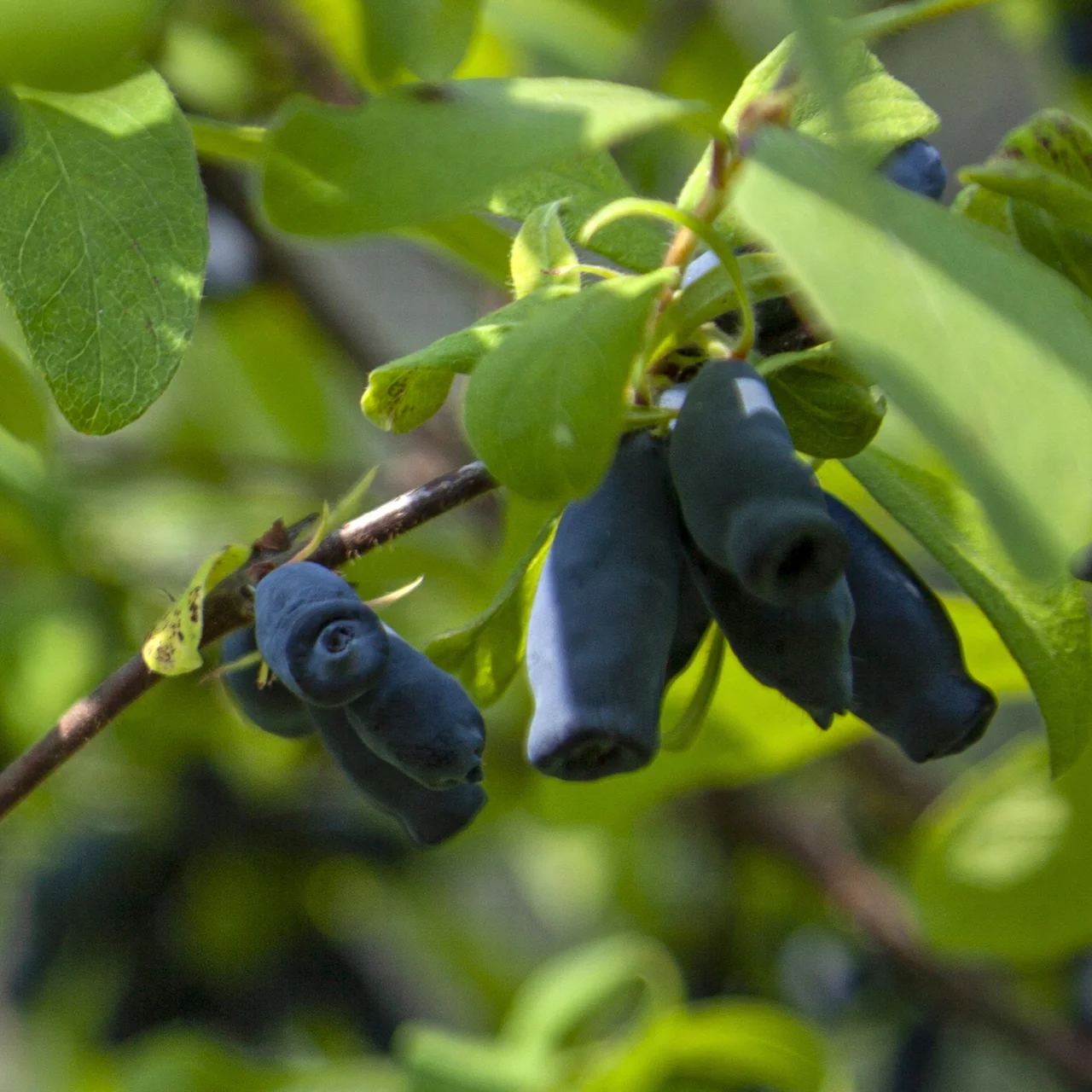 Produktbild zu «Sibirische Blaubeere Duet» | © R. Rombach Pflanzenproduktion