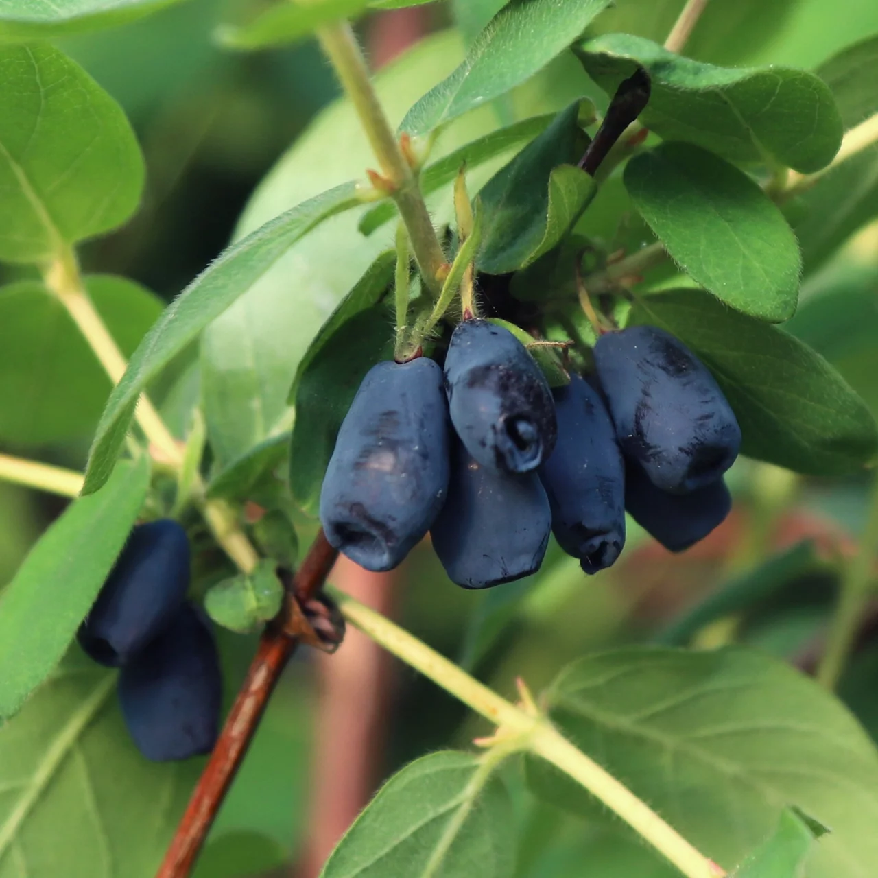 Produktbild zu «Sibirische Blaubeere Martin» | © R. Rombach Pflanzenproduktion