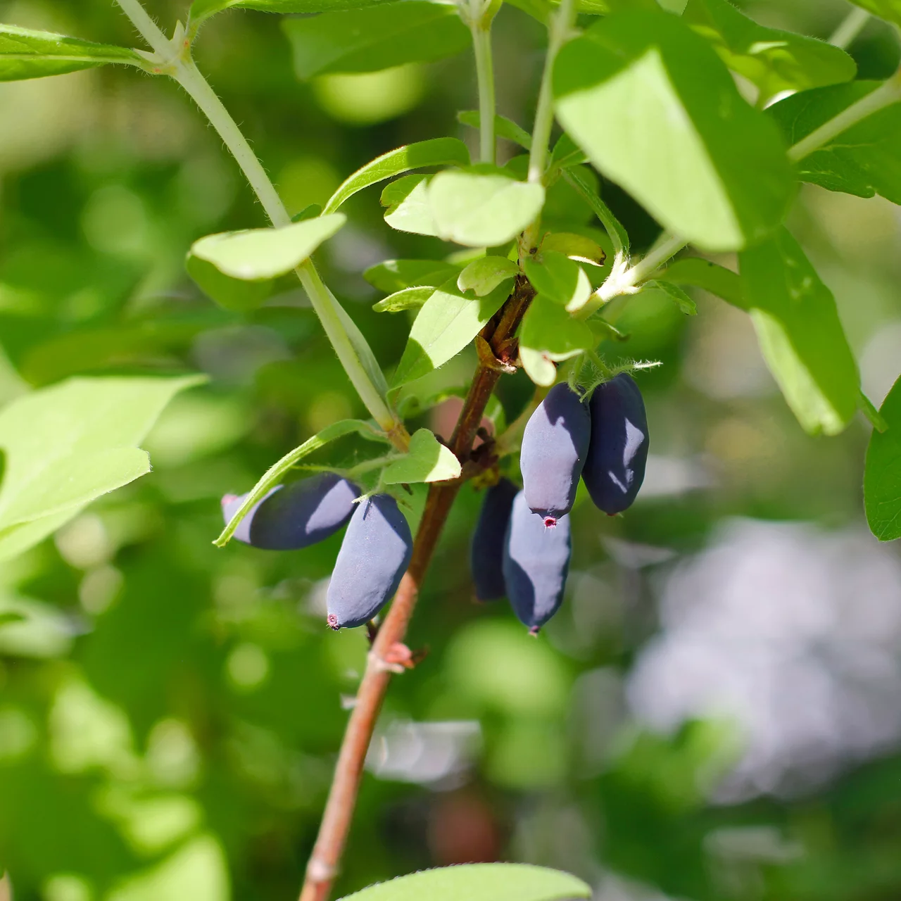 Produktbild zu «Sibirische Blaubeere Myberry Bee» | © Glauser's Bio-Baumschule