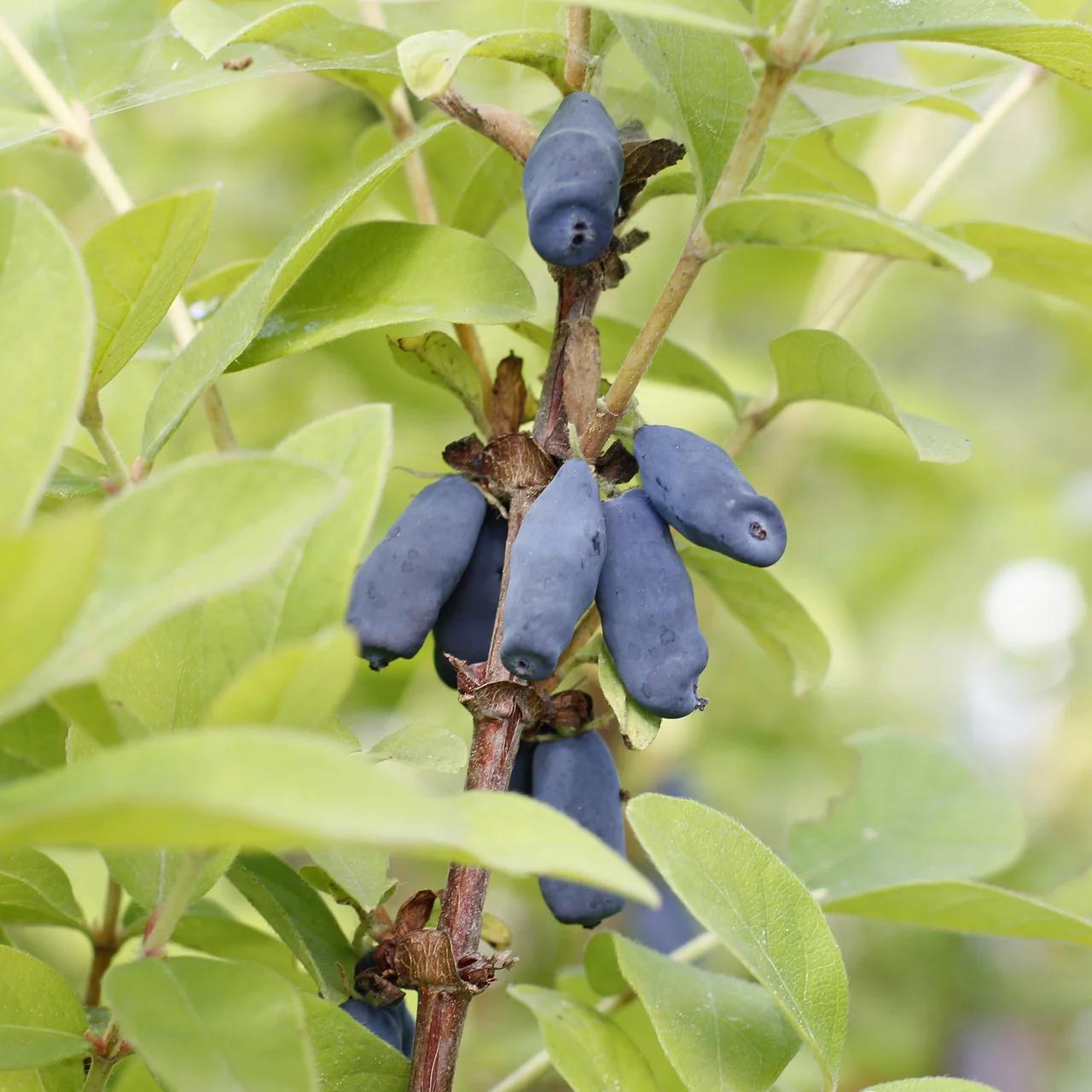 Produktbild zu «Sibirische Blaubeere Myberry Farm» | © Glauser's Bio-Baumschule
