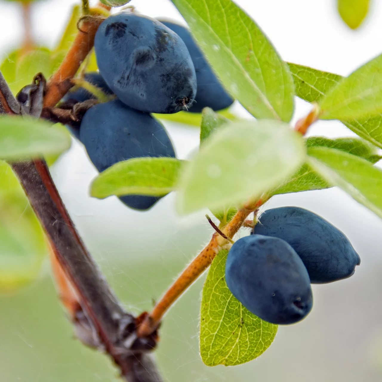 Produktbild zu «Sibirische Blaubeere Sinoglaska» | © Glauser's Bio-Baumschule