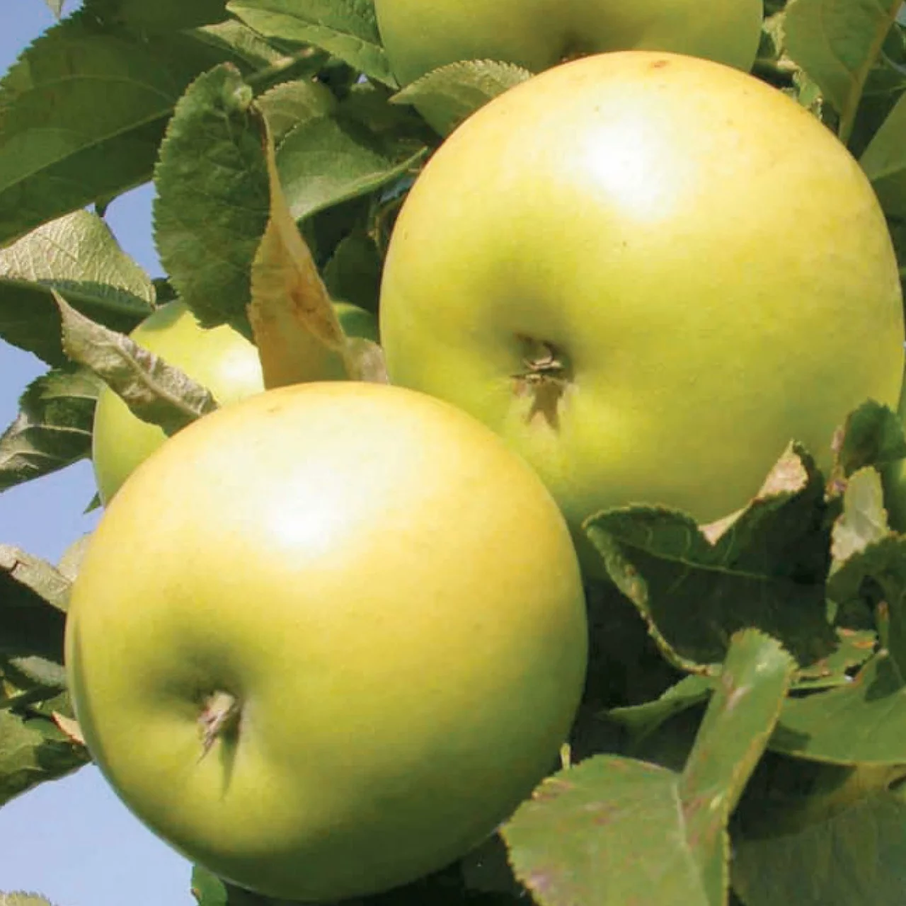 Produktbild zu «Apfelbaum Goldlane» | © Glauser's Bio-Baumschule