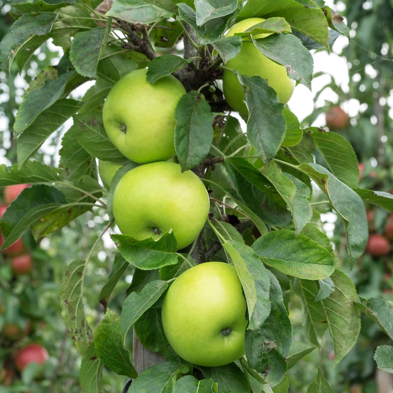 Produktbild zu «Apfelbaum 'Green Sensation'»